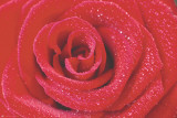 Rose Posters