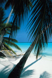 Palm View - Hammock Posters