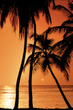 Tropical - Sunset Posters