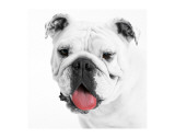 Boston's Pug Premium Giclee Print