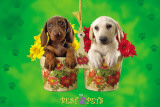 My Best Pets - Dogs In Flower Pots Láminas My Best Pets - Dogs In Flower Pots Láminas