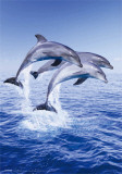 Dolphin Trio Posters