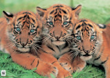 Cachorros de tigre Pósters Cachorros de tigre Pósters