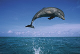 Dolphin Leaping Reprodukcje