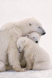 Polar Bear Family Juliste Polar Bear Family Juliste