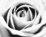 Rosa blanca Fotografía Rosa blanca Fotografía