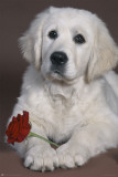 Dog With Rose Fotky Dog With Rose Fotky