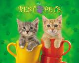 My Best Pets - Cats In Cups Fotografía