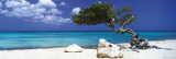 Tom Mackie - Divi Divi Tree - Reprodüksiyon Tom Mackie - Divi Divi Tree - Reprodüksiyon