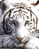 White Tiger Posters