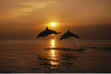 Dolphins - Jump For Joy Posters