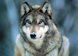 Grey Wolf Posters