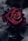 Luxury Rose Poster