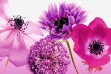 Purple Summer Prints
