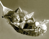 Keith Kimberlin - Kittens in a Hammock Posters Keith Kimberlin - Kittens in a Hammock Posters