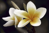 Frangipani Posters