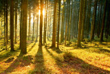 Forest Sunbeams Ii Posters Forest Sunbeams Ii Posters