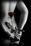Secret Rose Photographie