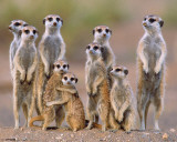 Meerkats - Family Affiche