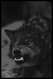 Prowling Wolf Posters Prowling Wolf Posters