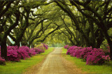 Beautiful Pathway Lined with Trees and Purple Azaleas Posters