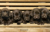 Keith Kimberlin - Chocolate Labradors Affiche
