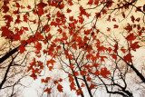 Bare Branches and Red Maple Leaves Kunstdrucke