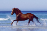 Beach - Beautiful Horse Poster