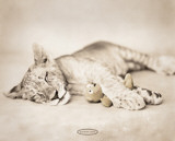 Rachael Hale - Arjuna and Teddy Posters