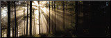 Sunlight Streaming Through Forest Mounted Print by Irving Underhill