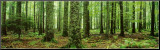 Rain Forest Mounted Print