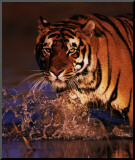 Excellence: Bengal Tiger Impressão montada por Stuart Westmoreland