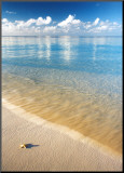 Starfish Mounted Print by Peter Cade