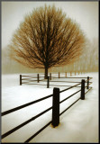 Solitude Mounted Print by David Winston