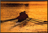 Teamwork: Rowers Mounted Print