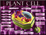 Plant Cell Mounted Print