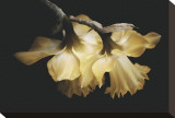 Sunning Daffodils Stretched Canvas Print by David Winston