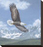 Soaring High Stretched Canvas Print by Telander 