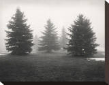 Tree, Study, no. 6 Stretched Canvas Print by Andrew Ren