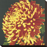 Chrysanthemum, no. 2 Stretched Canvas Print by Elizabeth Hellman