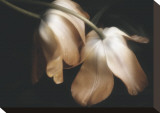 Dew Drops Stretched Canvas Print by David Winston