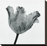 Tulipe perroquet I Reproduction transférée sur toile par Tom Artin