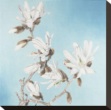 Magnolia Stretched Canvas Print by Elizabeth Hellman