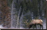 Bull Elk, Wyoming Stretched Canvas Print by Art Wolfe