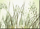 Watery Grasses III Stretched Canvas Print by Jenny Kraft Watery Grasses III Stretched Canvas Print by Jenny Kraft