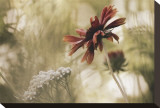 Whisper on the Wind Stretched Canvas Print by David Winston
