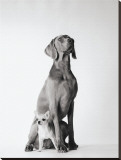 Max and Roxie Stretched Canvas Print by Amanda Jones
