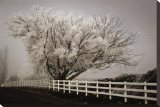 Frosted Tree and Fence Reproducción en lienzo de la lámina por David Winston