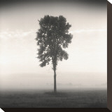 Tree, Study, no. 1 Stretched Canvas Print by Andrew Ren
