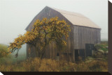 Golden Promises Stretched Canvas Print by David Winston
